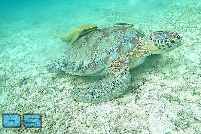 Afternoon Snorkel, Pizza & Sunset Tour departing from St. Thomas & St. John - Gear, shoes, and comfort tips that make the water time better
