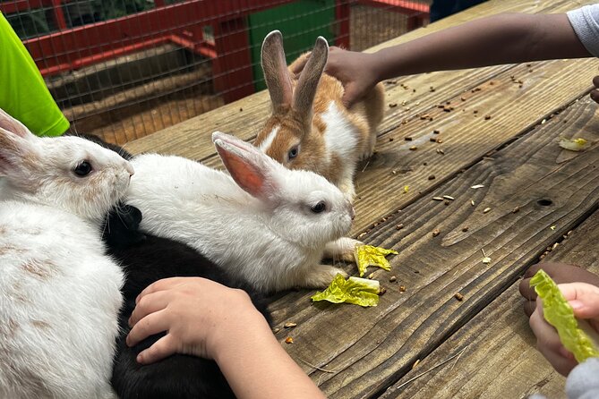 Connors Farms Petting Zoo - The Guide Experience: Why It Can Make or Break the Day