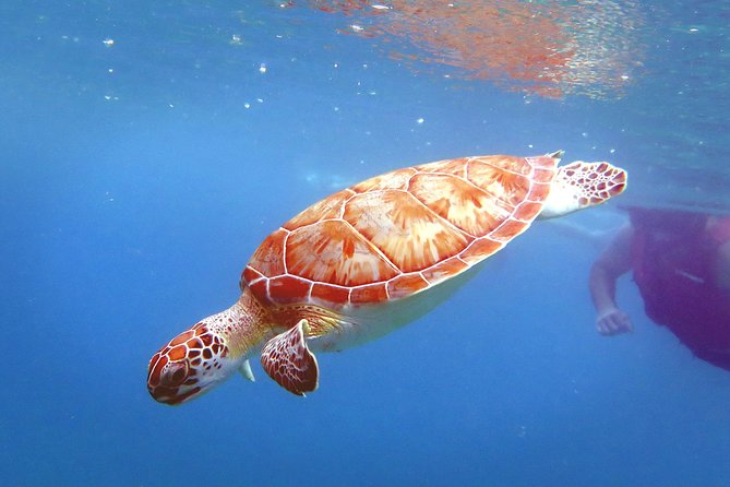 Coral Reef and Turtle Discovery Kayak and Snorkel Tour - Reef Snorkeling With a Guide: Getting More Than Pretty Water