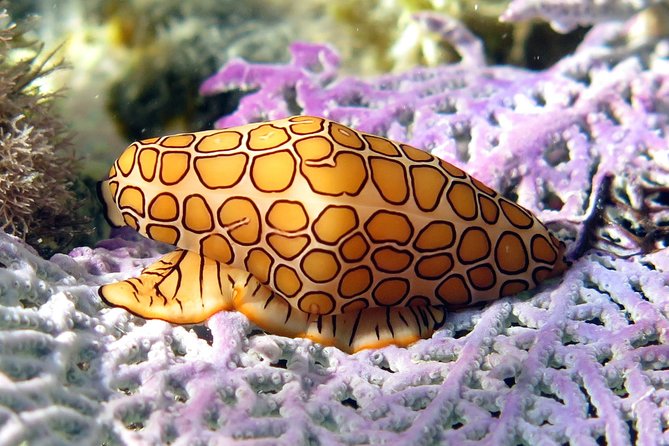 Coral Reef and Turtle Discovery Kayak and Snorkel Tour - Sea Turtle Habitat Snorkel: The Part You Came For