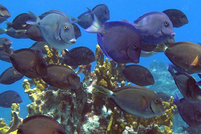Coral Reef and Turtle Discovery Kayak and Snorkel Tour - The Included Cooler Break: Food That Actually Supports the Adventure