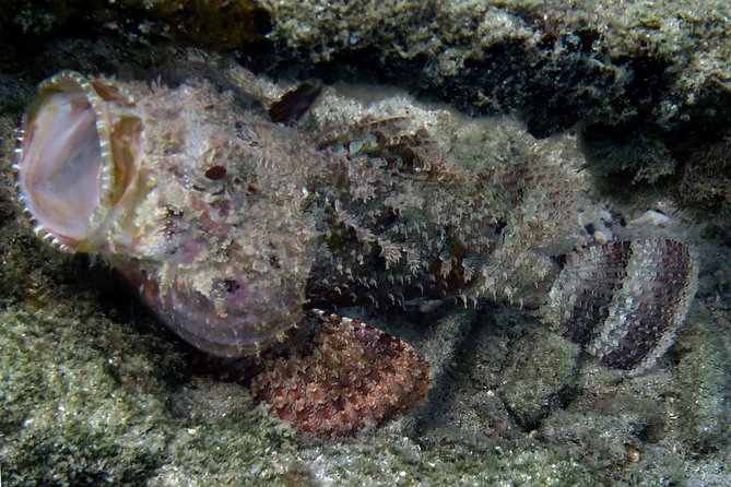 Coral Reef and Turtle Discovery Kayak and Snorkel Tour - Photos Underwater and Above Water: Should You Add the $40 Package?