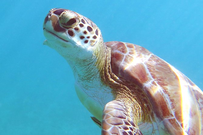 Coral Reef and Turtle Discovery Kayak and Snorkel Tour - A Typical Flow of the 5 Hours, From Kayak Lesson to Two Snorkel Stops