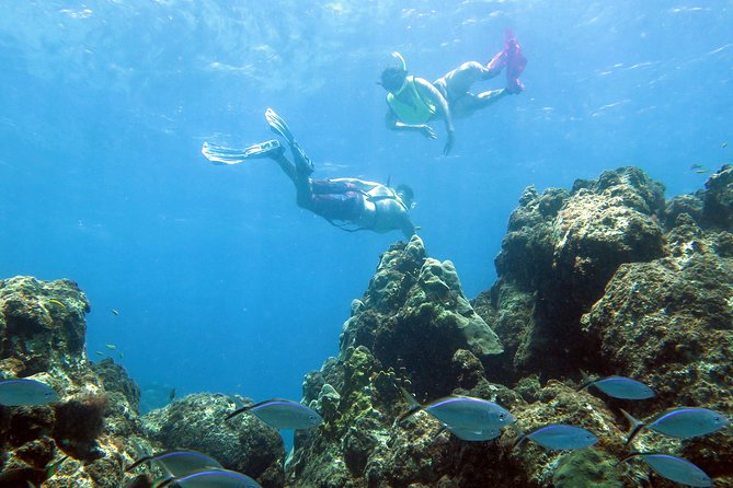 Coral Reef and Turtle Discovery Tour - Key Things to Know Before You Go
