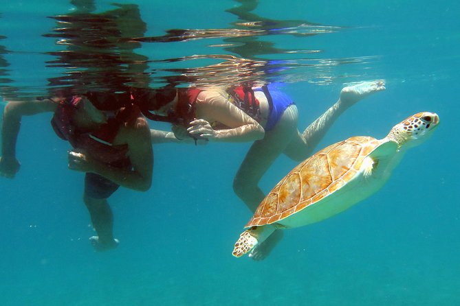 Coral Reef and Turtle Discovery Tour - Kayaking and Snorkeling on St Thomas, Without Needing Big Skills