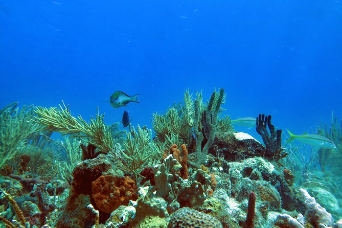 Coral Reef and Turtle Discovery Tour - Stop One: Guided Kayak to a Coral Reef and a Shell-Covered Beach Break