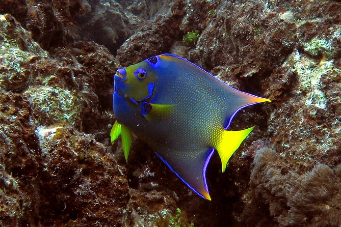 Coral Reef and Turtle Discovery Tour - Snorkel Gear, Beginner Lessons, and What Makes This Safer Than DIY