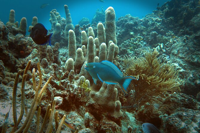 Coral Reef and Turtle Discovery Tour - Lunch and Snacks: Where Comfort Meets Value