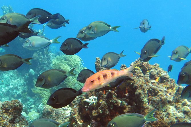 Coral Reef and Turtle Discovery Tour - Price and Value: Why $159 Works for This Format