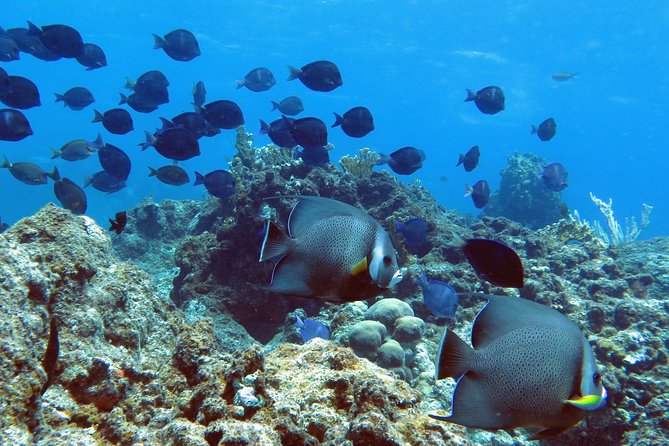 Coral Reef and Turtle Kayak Excursion - Stop 1 Coral Reef Shell Beach: Learning Underwater With Sven