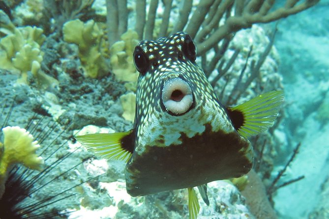 Coral Reef and Turtle Kayak Excursion - Stop 2 Sea Turtles in Their Bay: How the Second Snorkel Pays Off