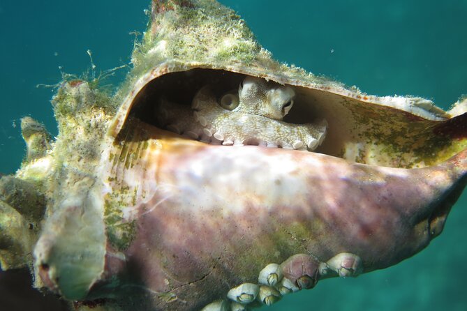 Coral Reef and Turtle Kayak Excursion - Price and Value: Why $159 Can Be a Deal (or Not)
