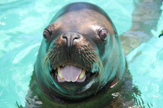 Coral World Ocean Park General Admission Ticket - The guided portion plus self-paced wandering: how to use your time
