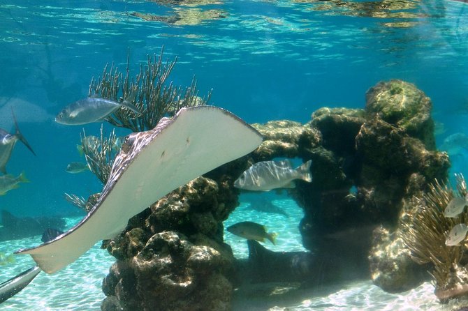 Coral World Ocean Park General Admission Ticket - Shark Shallows feedings: where the action is on purpose