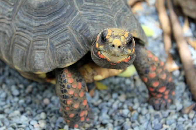 Coral World Ocean Park General Admission Ticket - Bird feedings, turtles, sea lions, and the “walk-and-learn” rhythm