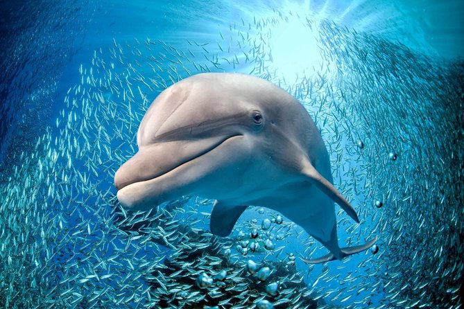 Coral World Ocean Park General Admission Ticket - Entering the park: start at 9:00 am and build your animal-to-beach flow