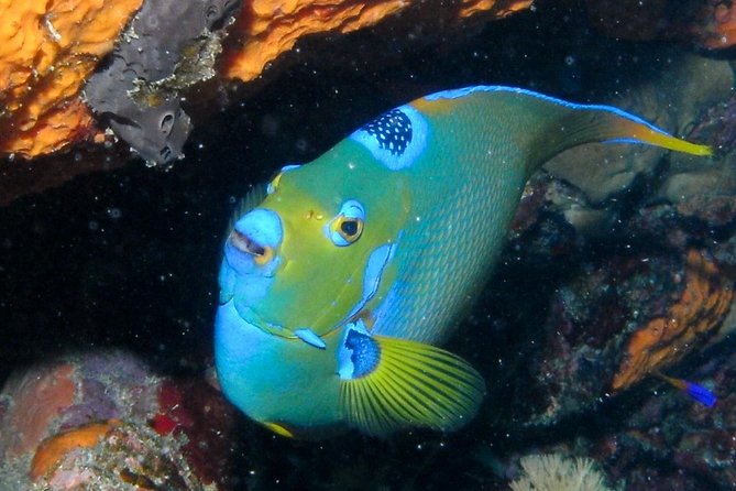 Discover Scuba Diving with No Certification in St Thomas - Comfort, Seasickness, and the Boat Ride Reality