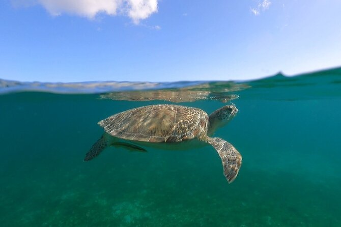 Full-Day Private Boat Charter from St. John or St. Thomas - Snorkeling Stops That Actually Change the Underwater Scene