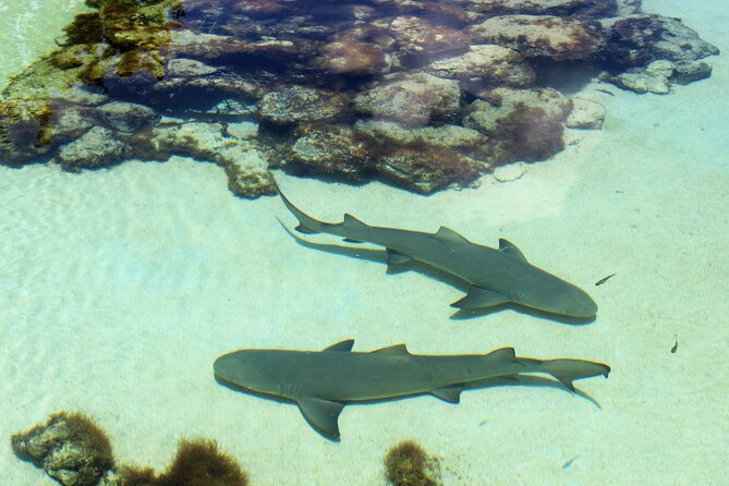 Guided Tour of Coral World Ocean Park & Happy Hour - Quick hits before you go