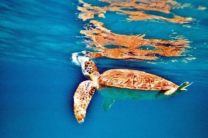 Half Day Sail and Snorkel with the Turtles - Physical fitness and who should book (and who might rethink it)