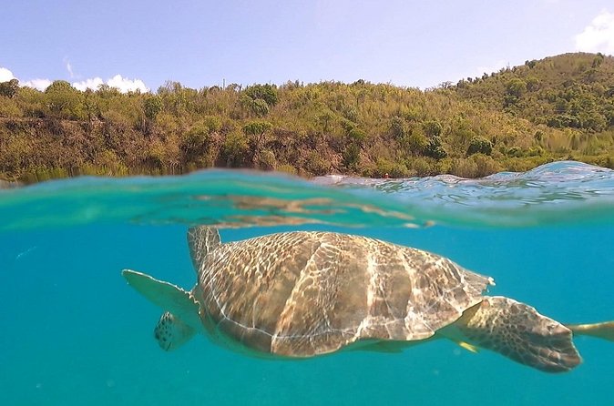 Half or Full-Day Private Boat Charter from St. John or St. Thomas - What Snorkeling Is Like Here, and What You Might See