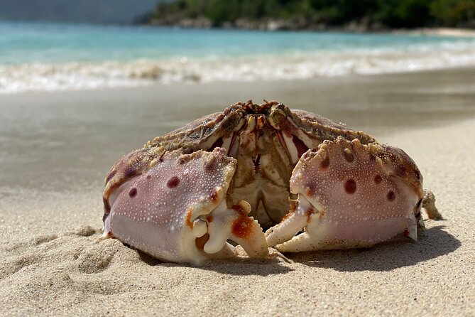 Honeymoon Beach Eco Hike and Snorkel - Why This Honeymoon Beach Hike + Snorkel Feels Like the Right Mix