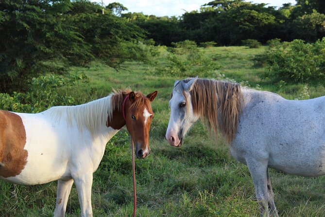 Horseback Riding Experience - Fruit Sampling, Wild Finds, and Rescue Animal Spirit