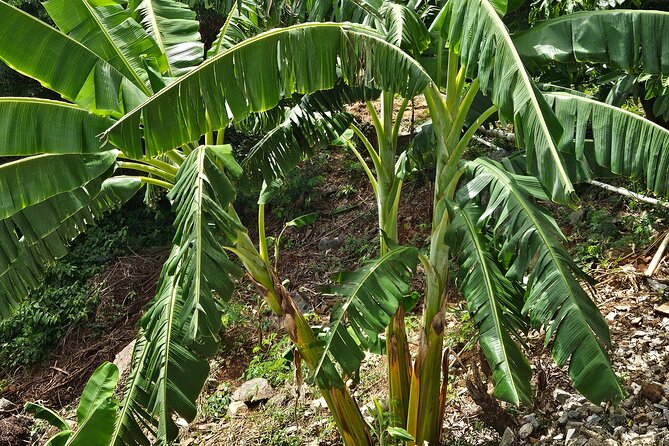 Island Eco Farm Tour with Local Treats and Sapphire Beach Time - Entering a St Thomas Eco-Farm Day That Feels Human