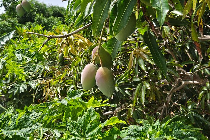 Island Eco Farm Tour with Local Treats and Sapphire Beach Time - The Observation Deck: Your Photo Stop With Sea-Air Views