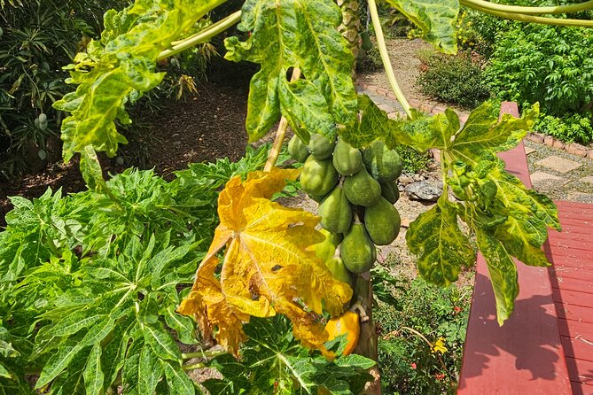 Island Eco Farm Tour with Local Treats and Sapphire Beach Time - Local Delicacies and Drinks: Farm Tastes You Can Actually Remember