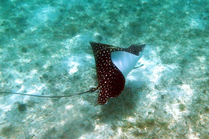 Kayak and Sea Turtle Snorkel with Beach Break - The sea turtle snorkeling: calm bay conditions and beginner-friendly setup