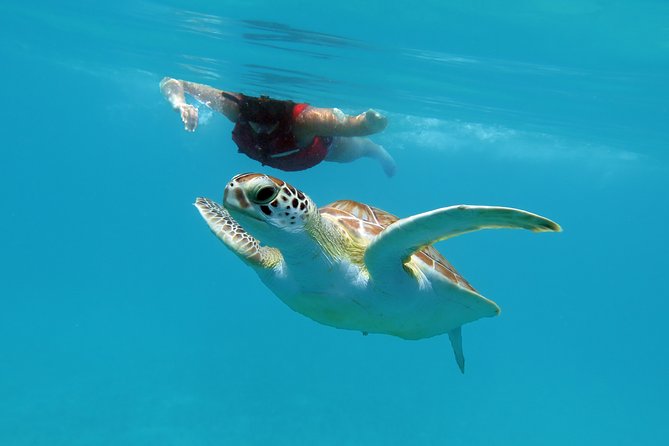 Kayak and Sea Turtle Snorkel with Beach Break - What’s included: gear, instruction, and the lunch that keeps you happy