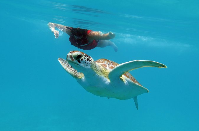 Kayak and Sea Turtle Snorkel with Beach Break - Group size, guides, and why Sven’s approach makes a difference