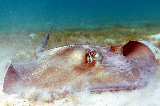 Kayak and Sea Turtle Snorkel with Beach Break - Price and value for $139 in St Thomas