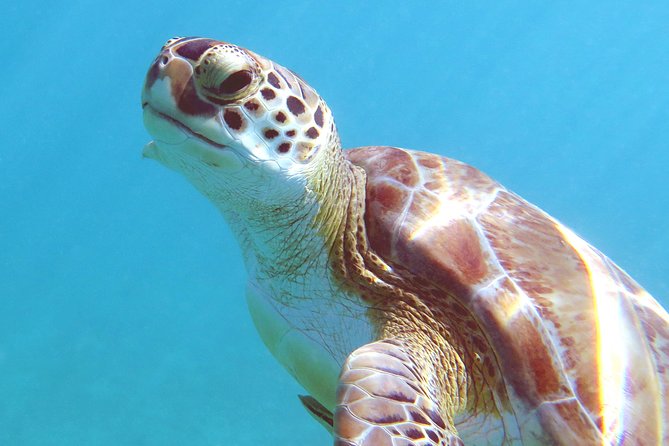 Kayak and Sea Turtle Snorkel with Beach Break - Weather, timing, and the one thing to watch out for
