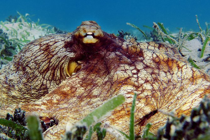 Kayak and Sea Turtle Snorkel with Beach Break - Kayaking across the bay: a workout, but guided and controlled