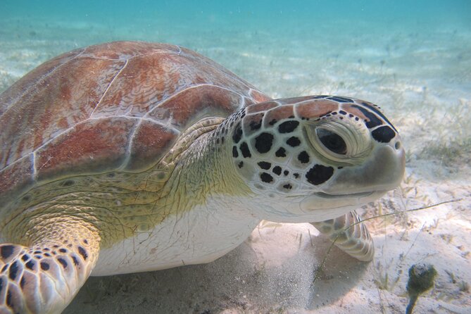 Kayak & Snorkel with Sea Turtles, National Park, St. John - Where You Meet in Cruz Bay, Then Head to Honeymoon Beach