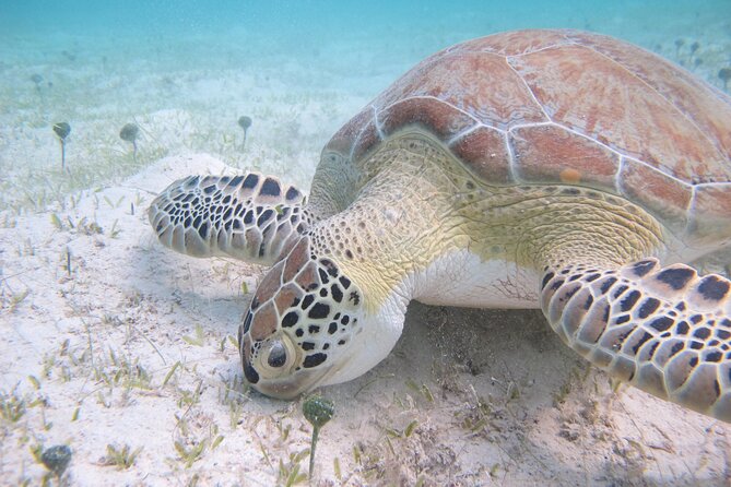 Kayak & Snorkel with Sea Turtles, National Park, St. John - Tips to Make Your Day Smoother (Without Changing the Plan)