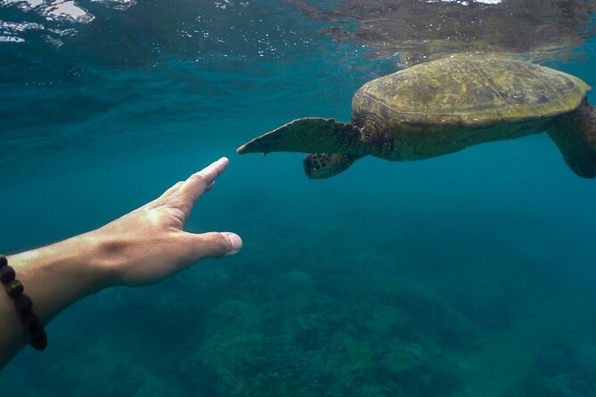 Maho Bay Turtle Snorkel with Lunch and Bar at Frenchman's Reef - Second Snorkel Stop: An Offshore Cay or a Quieter National Park Reef