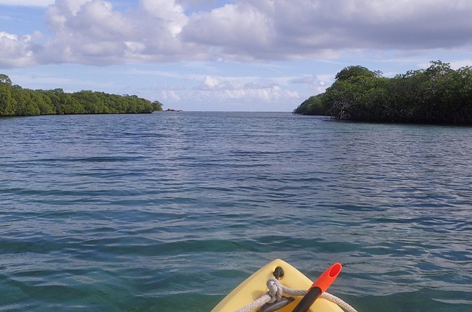 Mangrove Lagoon Kayak Rental in St Thomas - Snorkeling in the mangroves: included gear and what you can hope to see