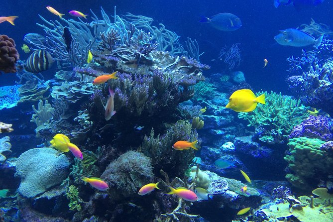National Park Snorkeling Excursion - Where to meet: Red Hook, Cruz Bay, and cruise ship ports that matter
