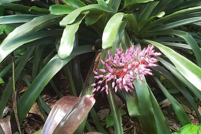 Nature and Sightseeing at Phantasea Tropical Botanical Garden - Who this tour suits best (and who might skip it)