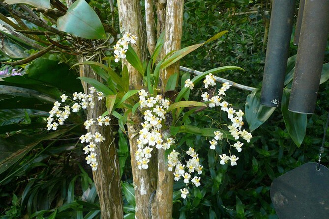 Nature and Sightseeing at Phantasea Tropical Botanical Garden - Should you book Phantasea Tropical Botanical Garden?