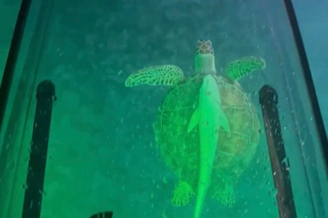 Night Kayak Tour St. Thomas - Westin Frenchman's Reef - Who This Night Kayak Tour Fits Best in St. Thomas (and Who Should Skip)