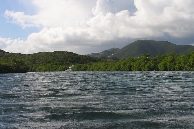 On Your Own: Kayak in the Mangrove Lagoon - Wildlife Watching: Small Stuff Is the Main Event