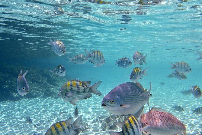 Paradise Taxi & Tours USVI-St Thomas- Airport Transfer Sapphire / Crystal Cove - Why a direct Cyril E King Airport to East End ride feels like winning
