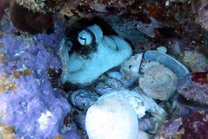 Private Full Day Guided Snorkeling or Diving Charter in St Thomas - Key Points That Make This Charter Worth Your Time