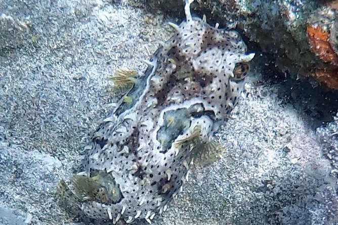 Private Full Day Guided Snorkeling or Diving Charter in St Thomas - Little Buck Island and Shipwreck Cove: Reef Life Plus a Real Story