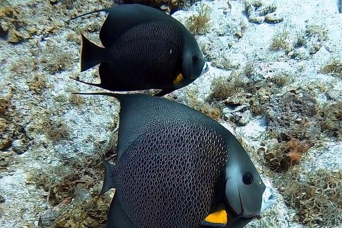 Private Full Day Guided Snorkeling or Diving Charter in St Thomas - Little St James Ledges: Protected Marine Park Feel