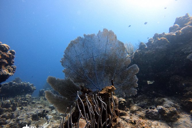 Private Full Day Guided Snorkeling or Diving Charter in St Thomas - Christmas Cove: More Reef Time Around Greater St James